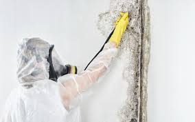 Best Biohazard Mold Removal  in Fort Bliss, TX